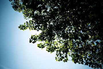 leaves on a tree © Taddeo