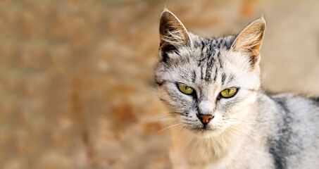 Obraz premium A gray cat with smart green eyes.