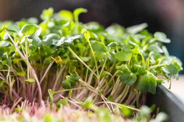 Microgreens