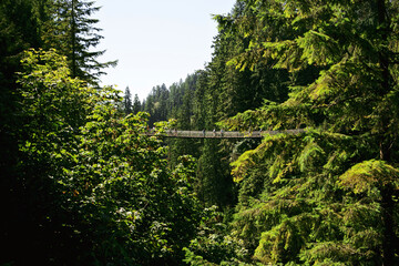 Bridge over the trees