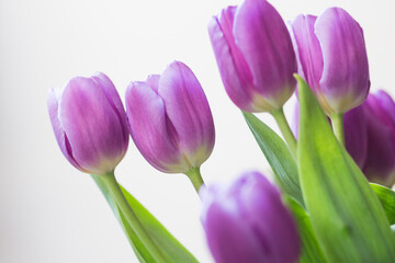 beautiful purple tulips for mum on the occasion of the day of the mother