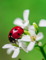 ladybug on flower