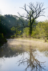 Early Morning Mist