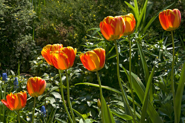 Red yellow tulip flowers (Túlipa) close up in the garden on a sunny day