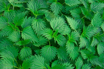 Background from bright beautiful green leaves of nettle (Urtíca) close up