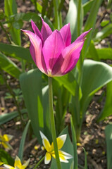 Fototapeta premium One purple tulip (Túlipa) close-up on a background of green leaves in a garden on a sunny day