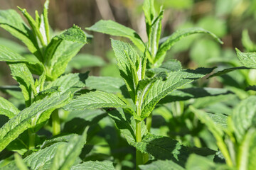 Wild growing mint. © Amalia Gruber