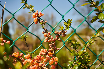 pigwa, Chaenomeles japonica © Marcin Łazarczyk