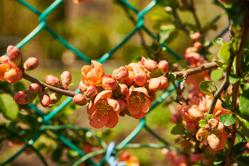 pigwa, Chaenomeles japonica © Marcin Łazarczyk