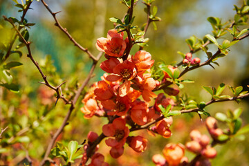 pigwa, Chaenomeles japonica © Marcin Łazarczyk