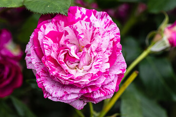 rose close-up in a rose garden