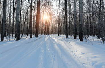 Beautiful winter landscape in the forest with the morning sun. Ski track in the park.