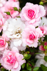 rose close-up in a rose garden