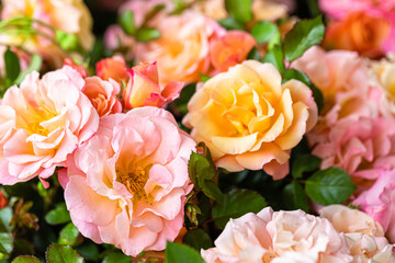 Fototapeta na wymiar rose close-up in a rose garden