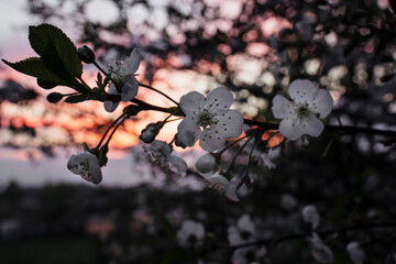 Blooming cherry at sunset. Beautiful sunset. Sunrise sunset sunset close up cherry blossom, relax tranquil nature. Blurred tree with sky and romantic flowers.