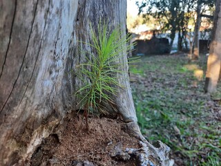 person walking in the forest