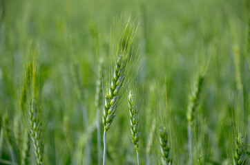 Fototapeta na wymiar wheat green farm, selective focus