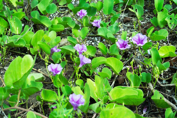 flowers in Asia, the flowers on the beach