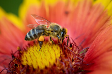 Bee on a rose gathering pollen and nectar