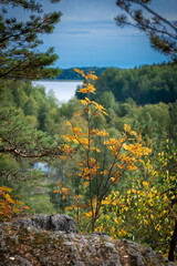 autumn in karelia on the shore of Lake Ladoga with trees with yellow leaves