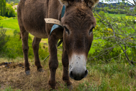 Burro pastando en el campo.