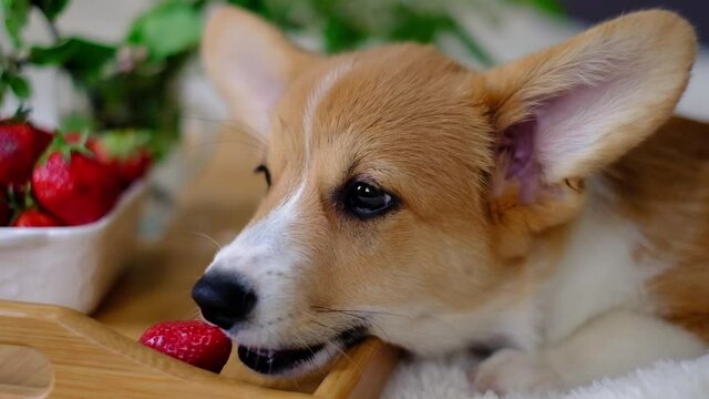 red welsh corgi pembroke puppy eats strawberries at home