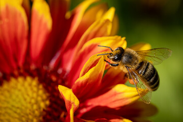 Bee on a orange flower collecting pollen and nectar for the hive