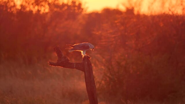 Black-Shouldered Kite in African Sunset