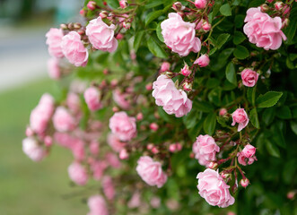 Fototapeta premium Rose flower on background