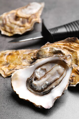 Fresh oysters and knife on grey table, closeup