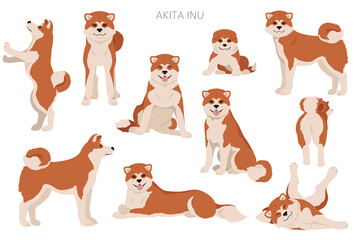 Fototapeta premium Akita Inu all colours clipart. Different coat colors set