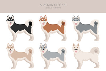 Alaskan klee kai all colours clipart. Different coat colors set