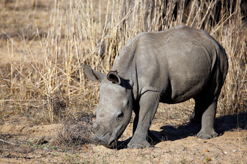 White Rhino Calf (Ceratotherium simum). Kruger National Park, South Africa