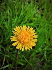 Löwenzahnblume