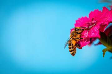 Bee on a pink flower collecting pollen and nectar for the hive  blue background