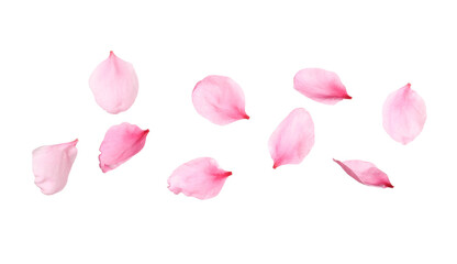 Beautiful sakura flower petals on white background - obrazy, fototapety, plakaty