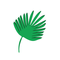 Tropical palm leaf isolated on white. Vector illustration of a single leaf of a green plant.