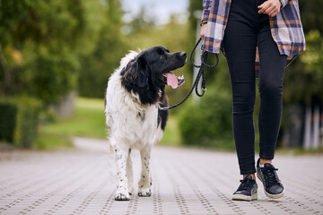 Happy Czech mountain dog on pet leash during walk with his owner in city. © Chalabala
