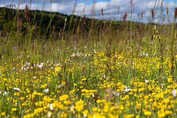 Whithe and yellow wildflowers among grass in spring