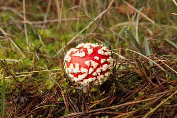 Young Red Mushroom scaly or whiteheads, Fly Agaric ( Amanita Muscaria )
