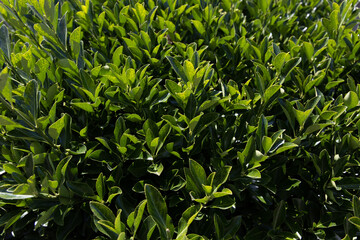 Obraz premium 葉っぱ