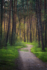 Fototapeta na wymiar Piękna widokowa ścieżka w sosnowym lesie