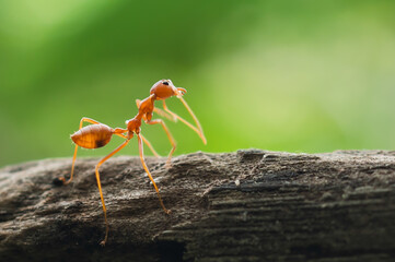 red ant standing on tree in forest