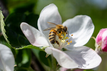 Bee on an apple tree flower. Blurred background.