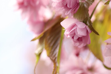 Beautiful pink sakura blossom on blurred background, closeup. Space for text