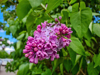 A bush of colorful terry lilac in the garden