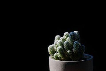 cactus in a pot
