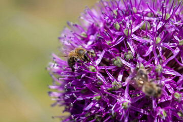 Purple flower Allium with bees. Blurred background.