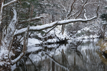 栃木県日光市 雪の戦場ヶ原 湯川