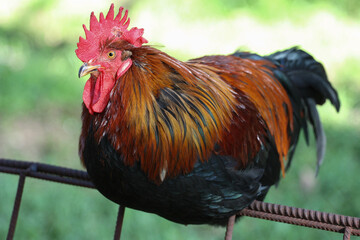 A Beautiful cock sitting on a fence